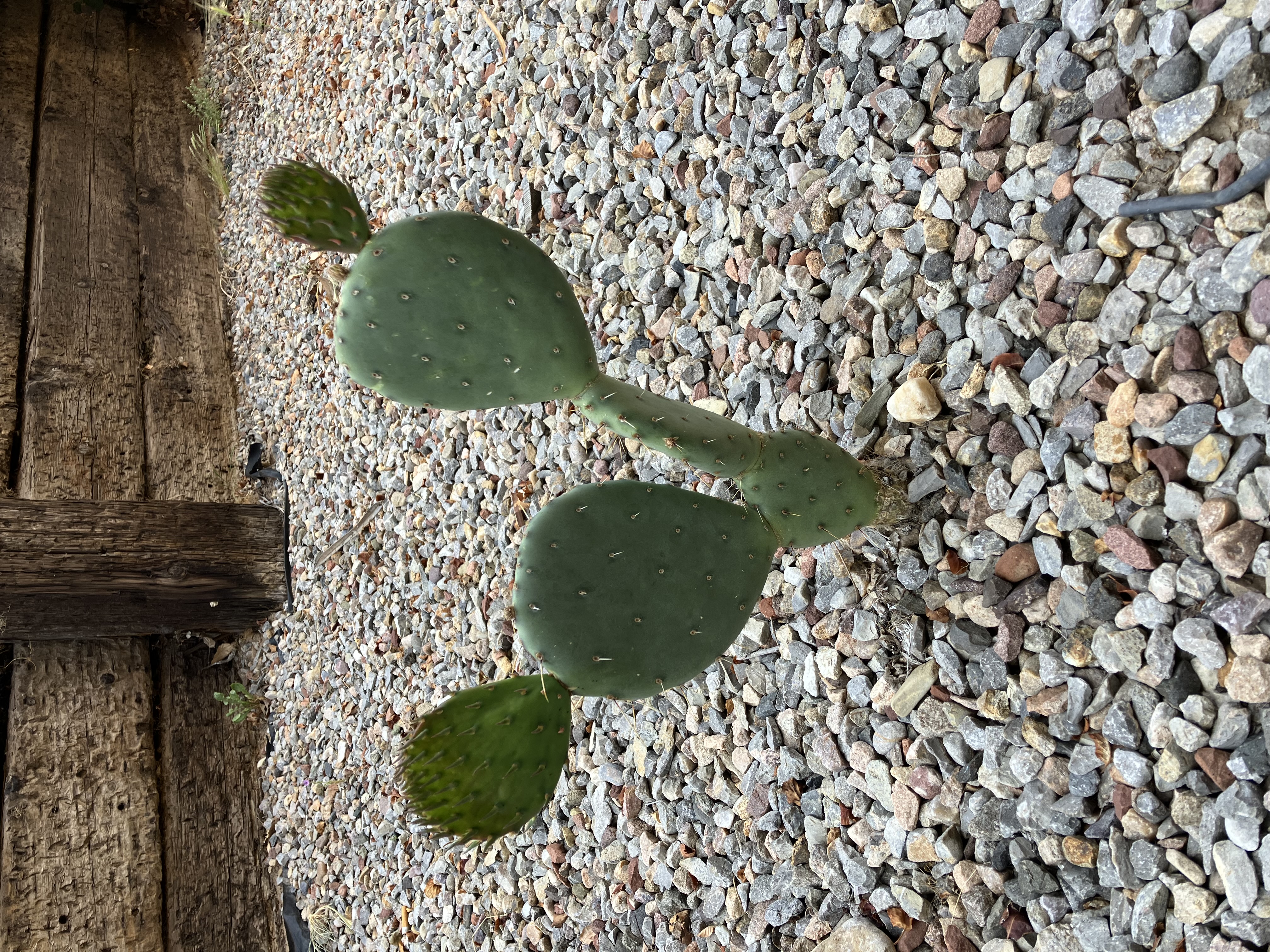 Prickly pear cactus.